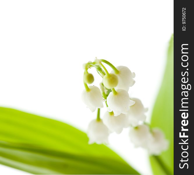 Lily of the valley on white background