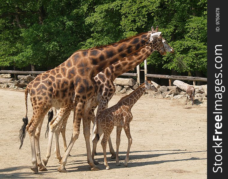 Family of three giraffes in ZOO