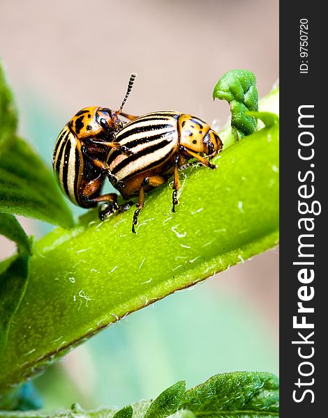 Colorado beetle on potato bush