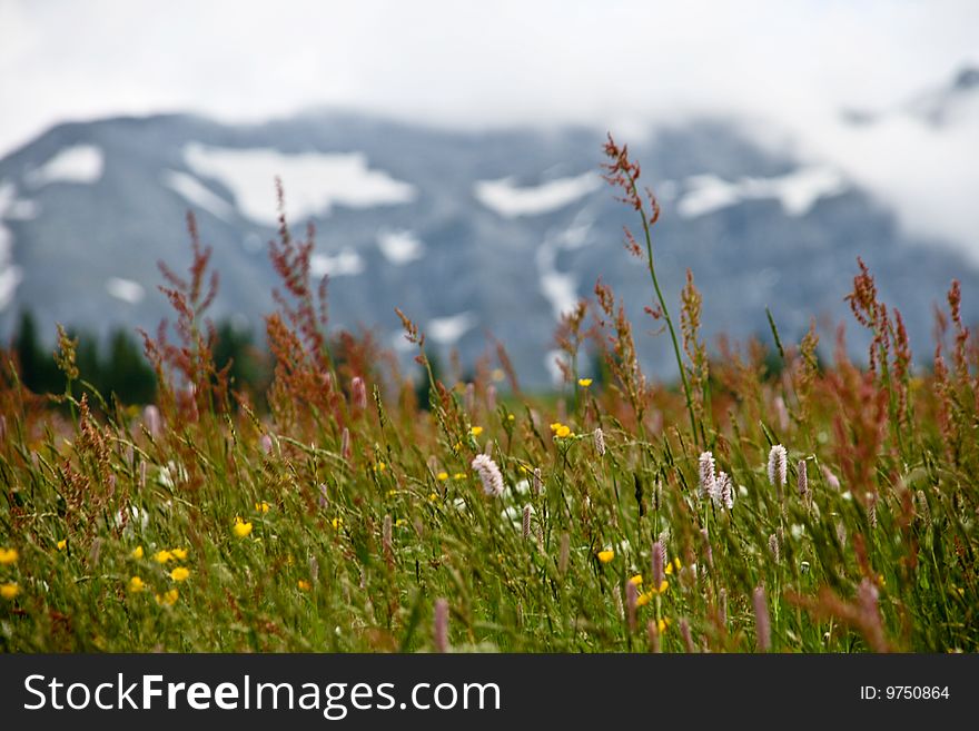 A Closeup Photo Of A Flowery Grassy Mountain Landscape. A Closeup Photo Of A Flowery Grassy Mountain Landscape