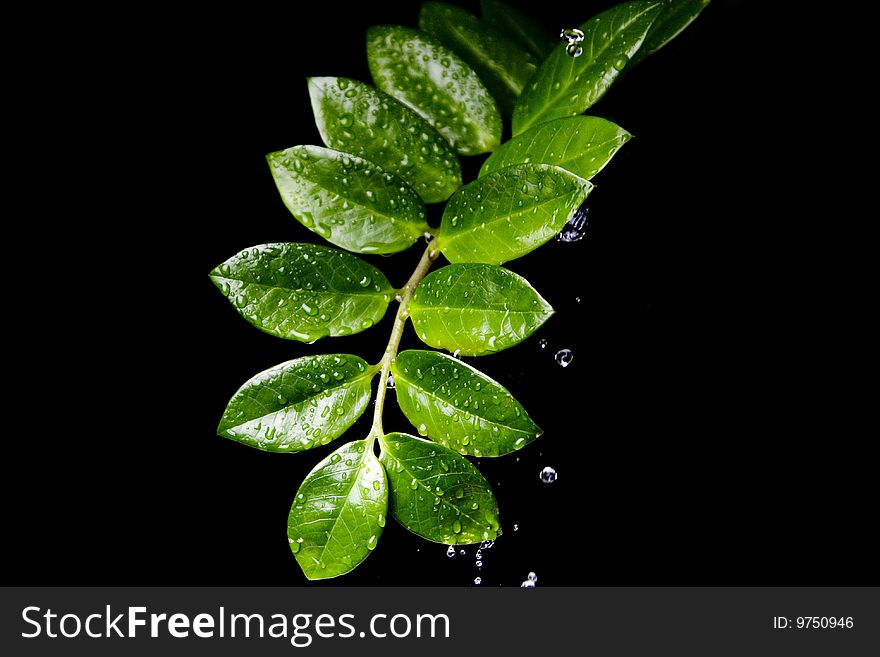 Fresh Water Drops on Green Plant Leaf. Fresh Water Drops on Green Plant Leaf
