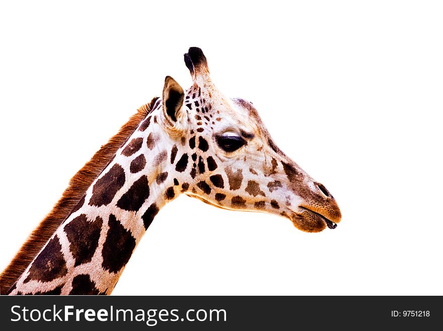 Giraffe on White