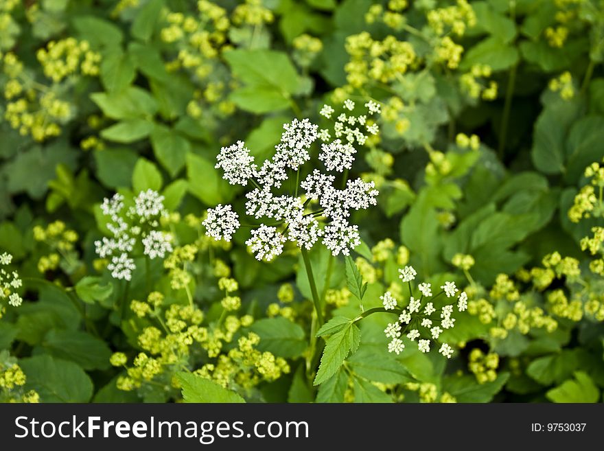 White & Yellow Wildflowers