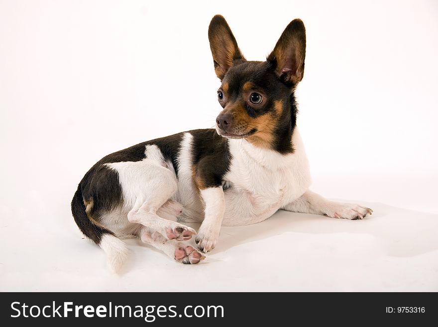 Cute brown and white Chihuahua isolated on white. Cute brown and white Chihuahua isolated on white
