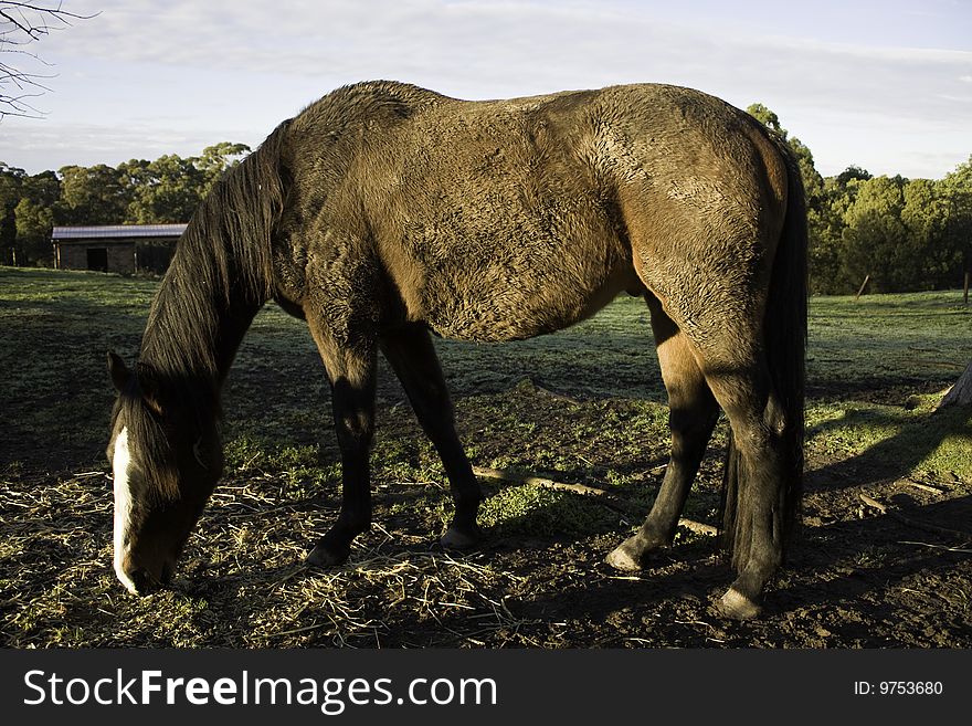 Beautiful  horse eating straw on a farm. Beautiful  horse eating straw on a farm
