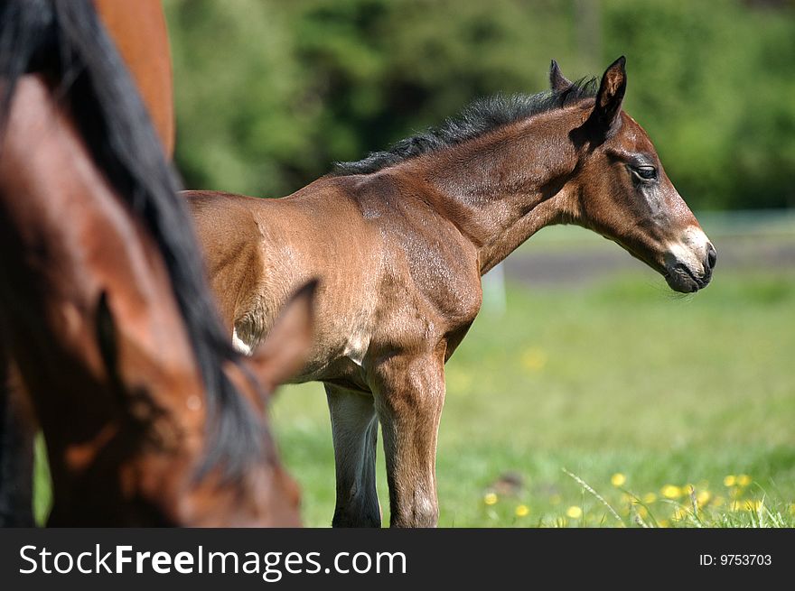 A bay warm-blood-foal standing relaxed on a meadow. A bay warm-blood-foal standing relaxed on a meadow