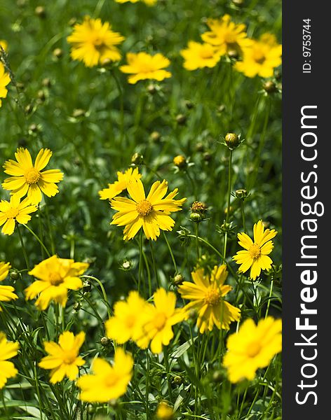 Yellow flower on a background a grass