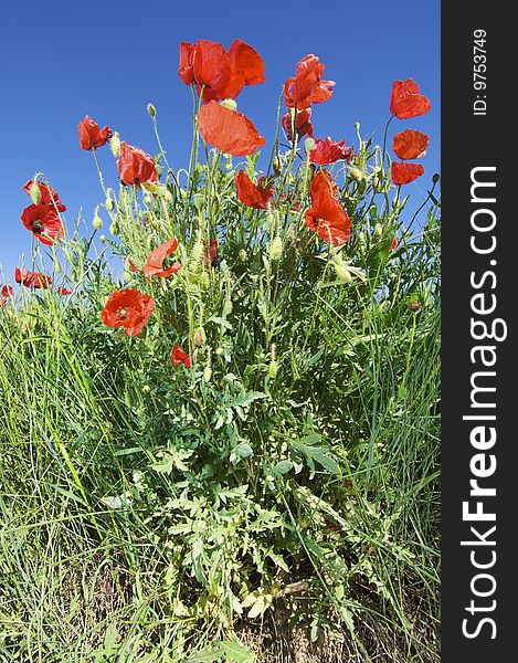 Group of poppies with blue sky