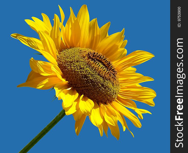 Beautiful yellow Sunflower isolated over blue. Clipping path included to replace background.