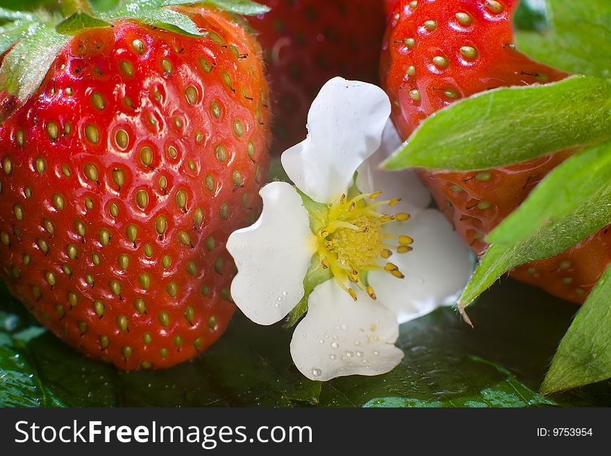 Close-up of ripe strawberries and flowers on green leafs