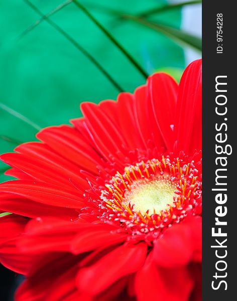 Red gerbera flower close up