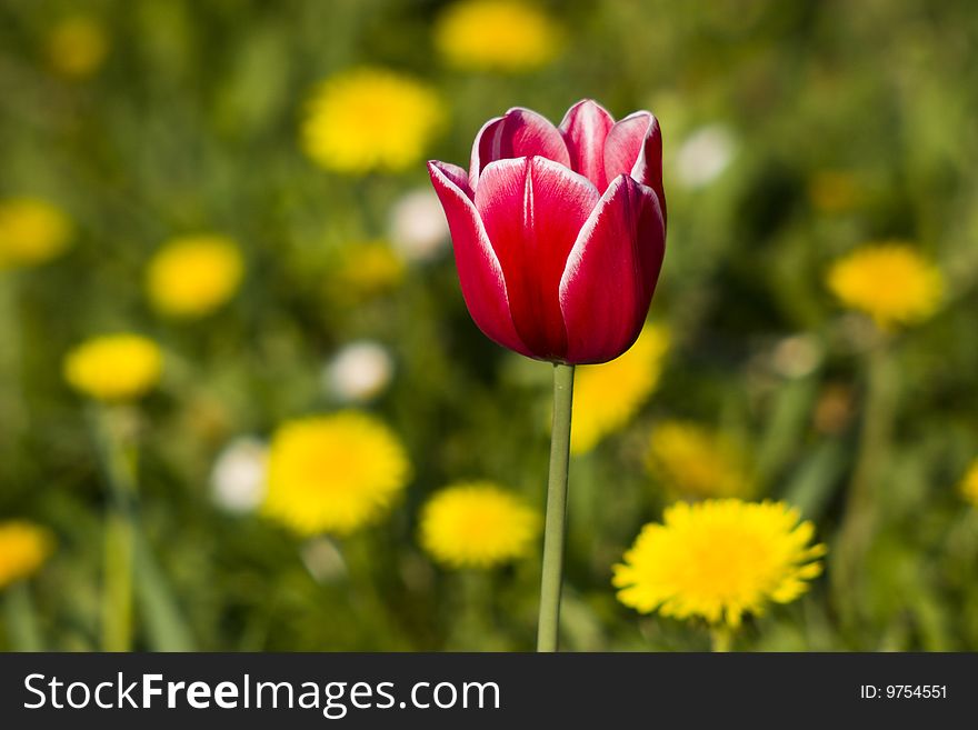 Red tulip with white borders on the dandelions yellow background. Red tulip with white borders on the dandelions yellow background