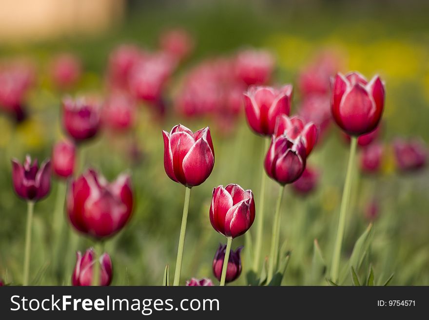 Bright red with white tulips on the green background