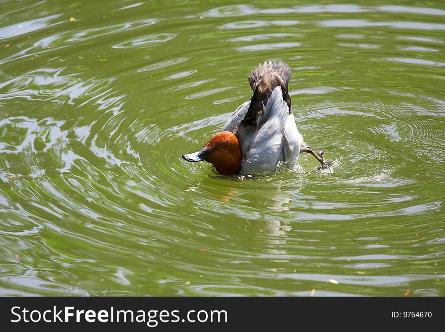 Swimming duck in the water