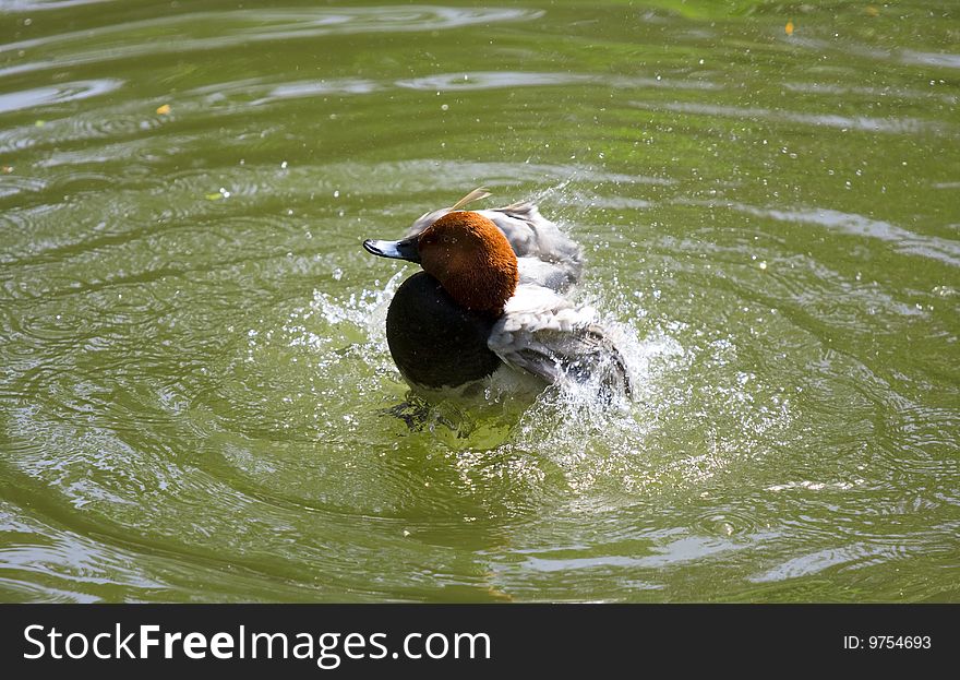 The duck swimming in pond. The duck swimming in pond