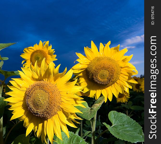 A picture of gold sunflowers on a background of the evening dark blue sky. A picture of gold sunflowers on a background of the evening dark blue sky