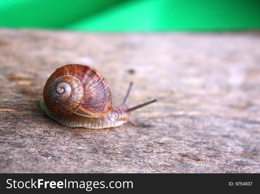 Brown garden snail on the table