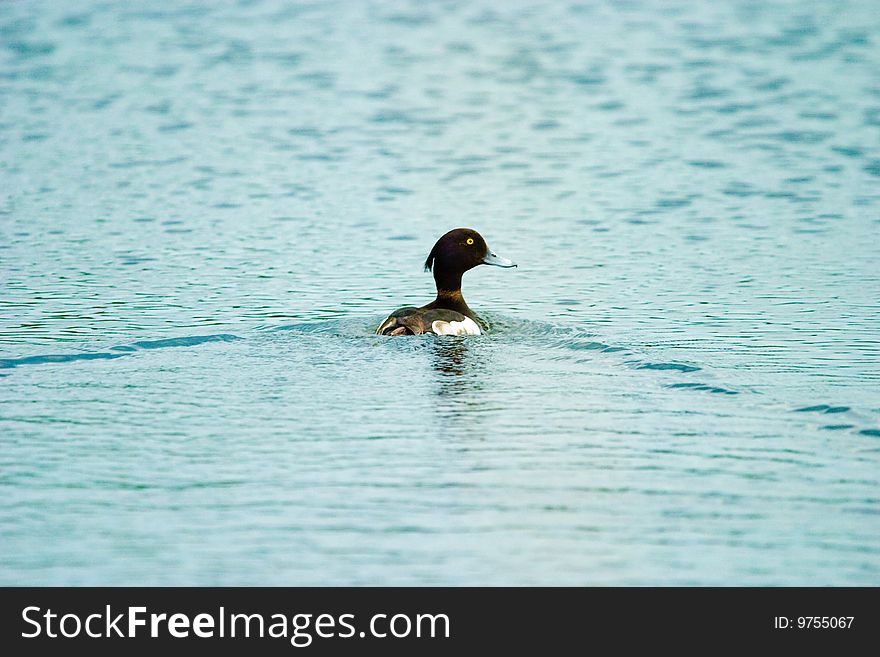 Sealing wild duck on samall lake. Sealing wild duck on samall lake