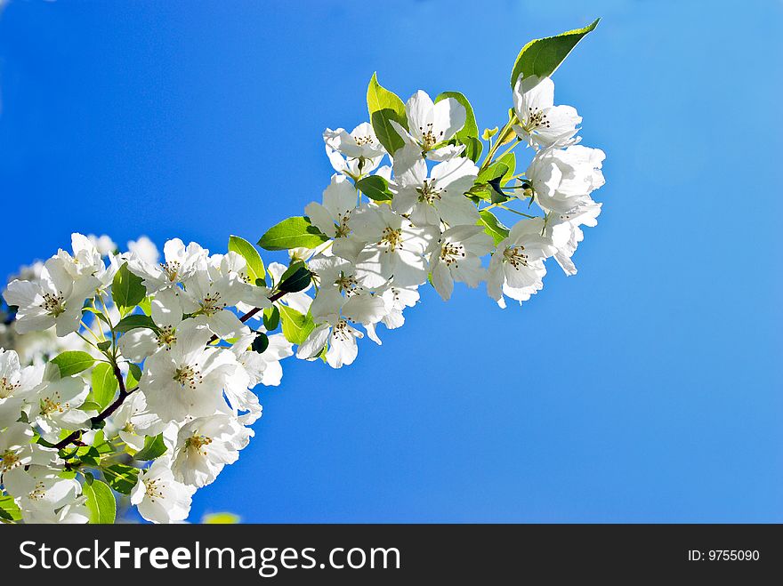 White blooming flowers and sky. White blooming flowers and sky