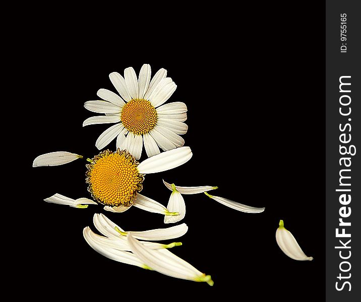 Close up a camomile and petals on a black background