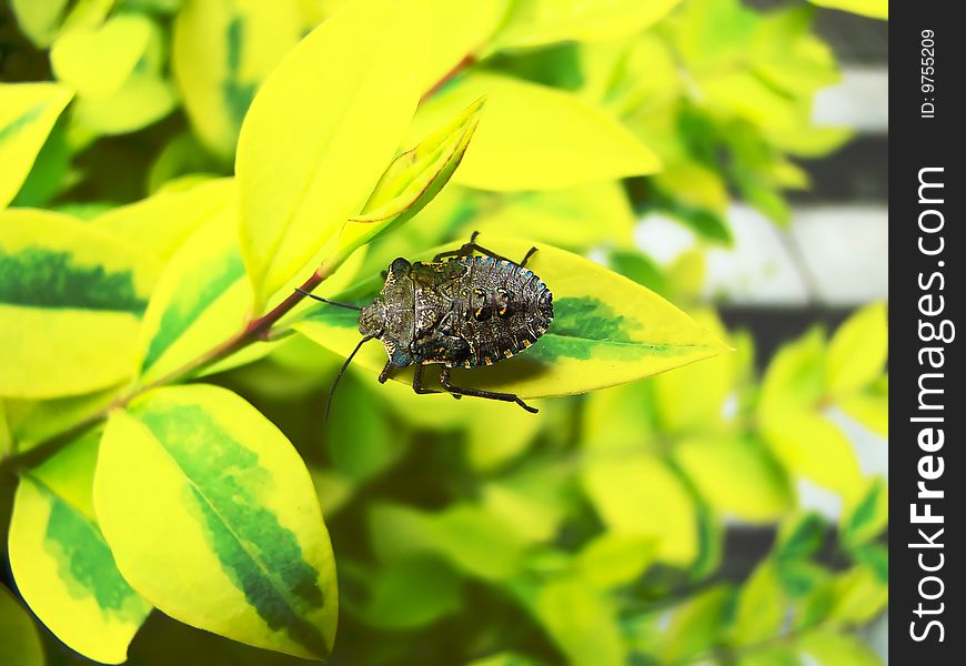 Close-up of a bug over a blurred background