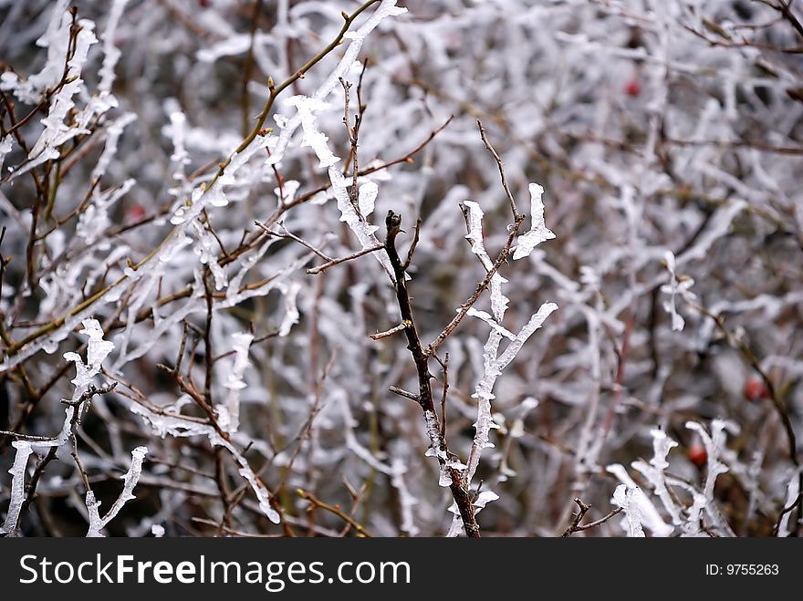 Hoarfrost on branches of a tree in the winter