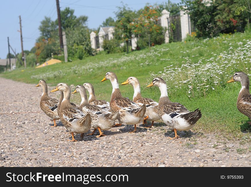 Flock of domestic geese going on rural road in Russia