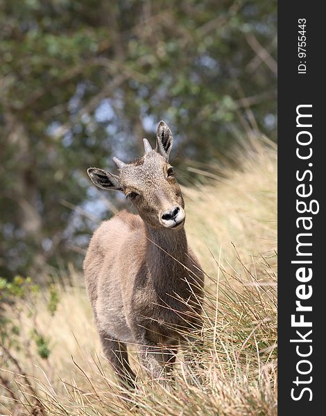 Hemitragus hylocrius this is the scientific name of nilgiri tahr.