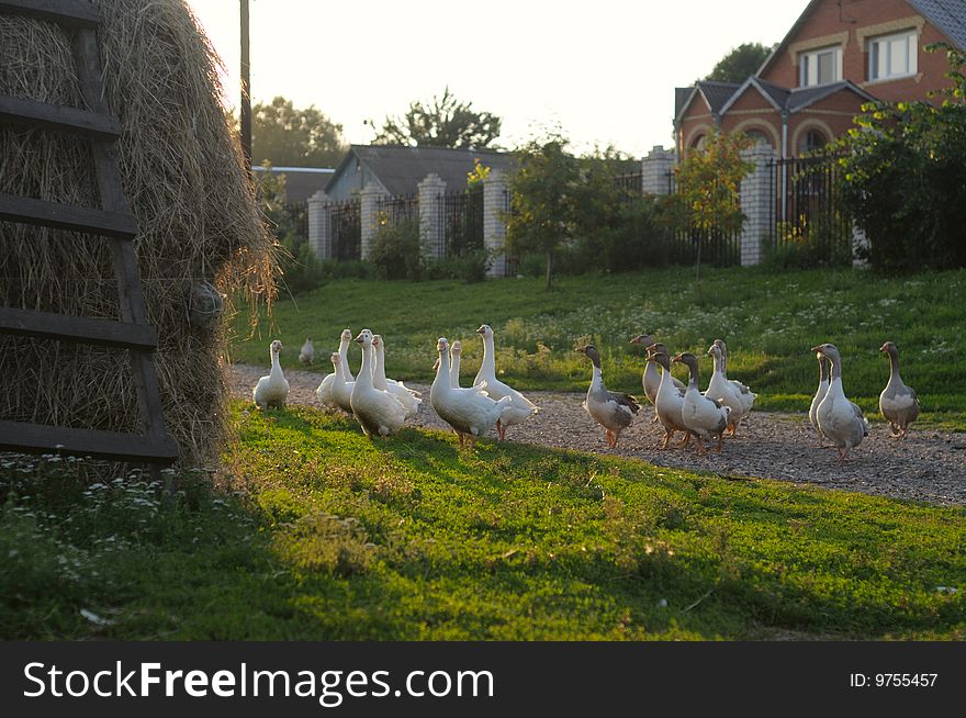 Flock of geese on rural road