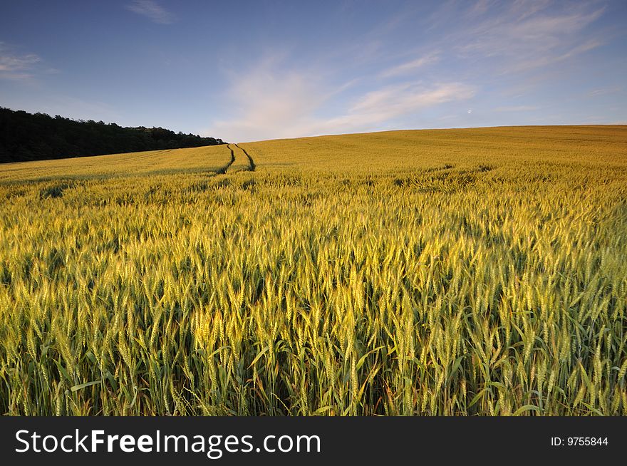 Wheat field on the hill, lit by the morning sun