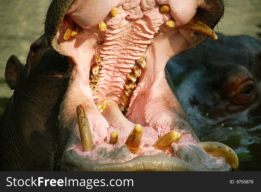 Close up opened mouth of hippopotamus