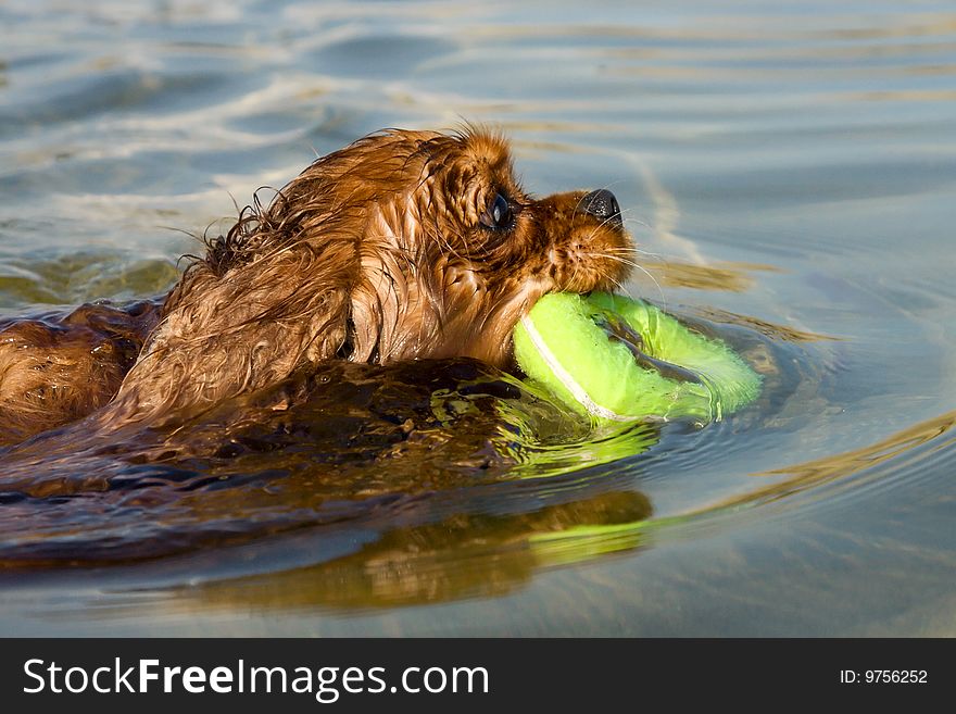 A Dog Swimming With A Yellow Rubber Ring