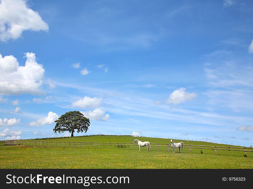 Two white horses grazing in a field of buttercups in summer with a blue sky and an oak tree . Welsh Section C ponies. Two white horses grazing in a field of buttercups in summer with a blue sky and an oak tree . Welsh Section C ponies.