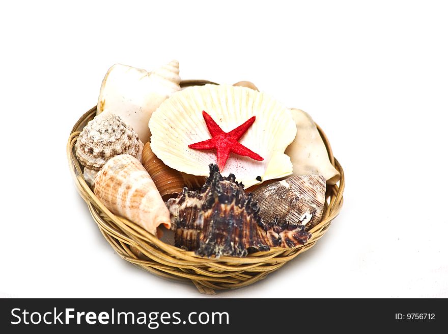 Photo of different type sea shells