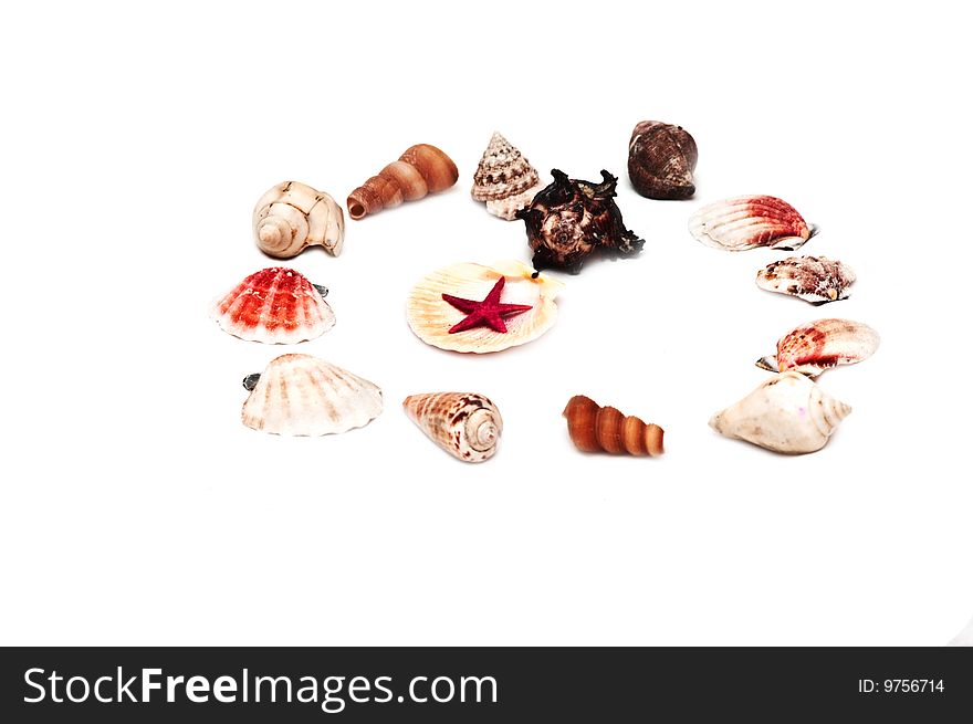 Photo fo different type sea shells