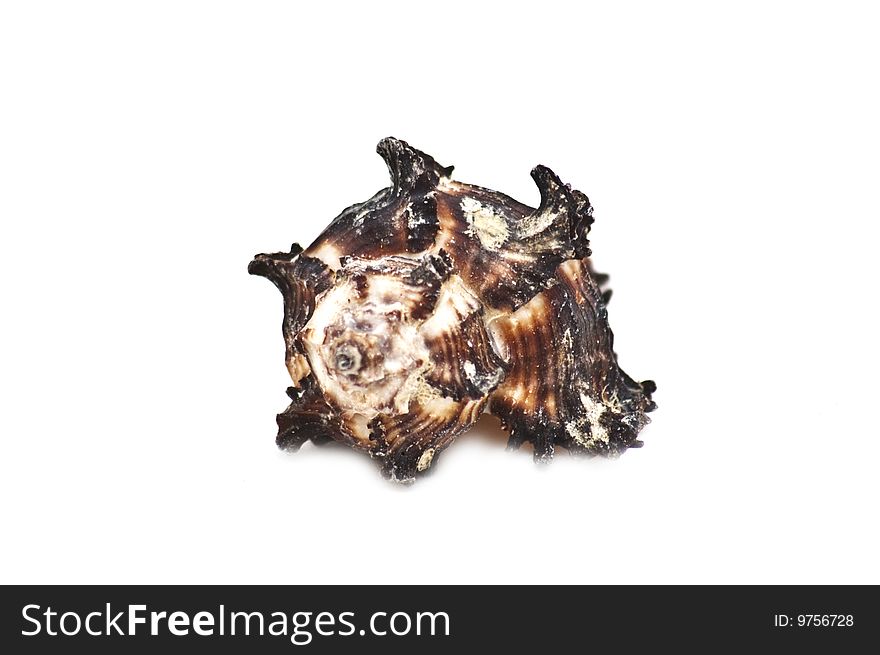 Photo of dark sea shell