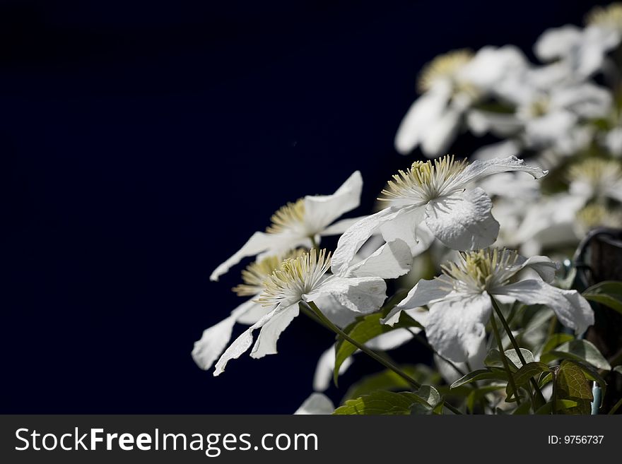 Group of white clematis on dark background