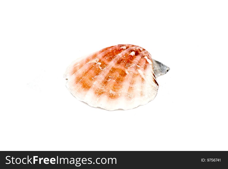 Photo of isolated sea shell