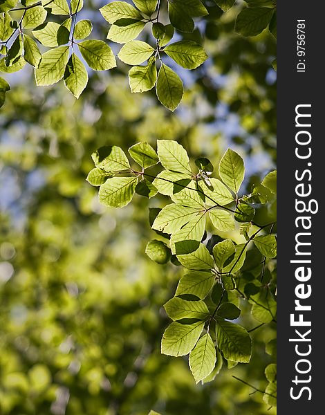 Bright green tree leaf texture. Bright green tree leaf texture