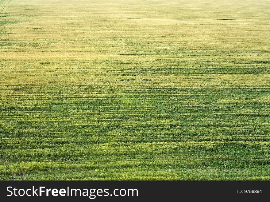 Image of a wheat field. Image of a wheat field