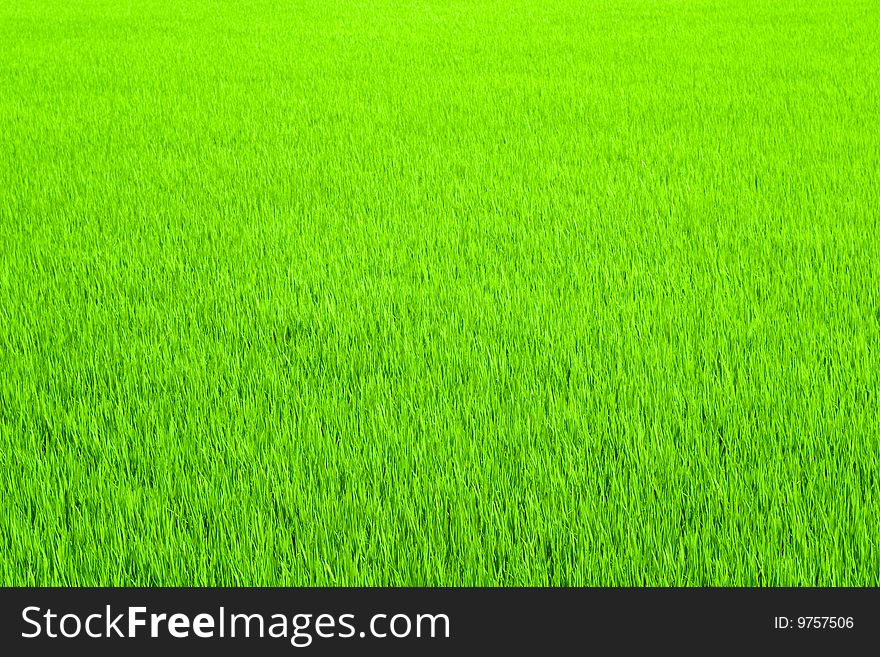 Rice seedling with nature green for background