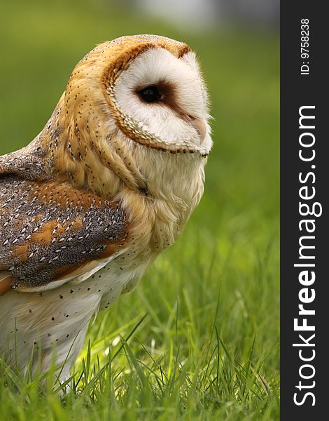 Animals: Barn owl standing in the grass