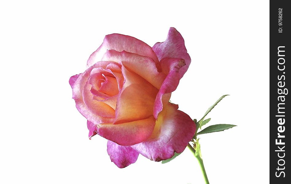 Developed a large flower pink roses