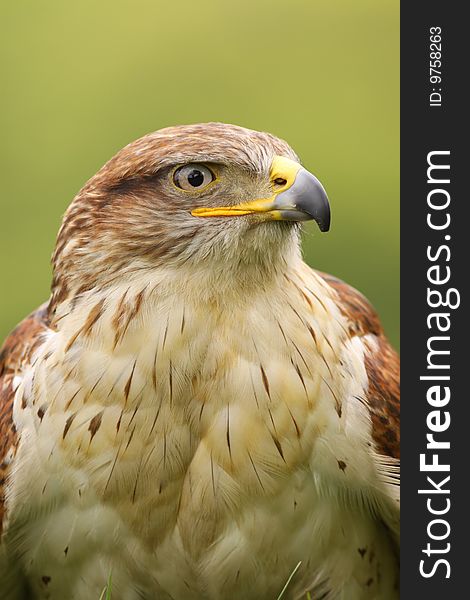 Animals: Portrait of a Ferruginous hawk (Butea Regalis)