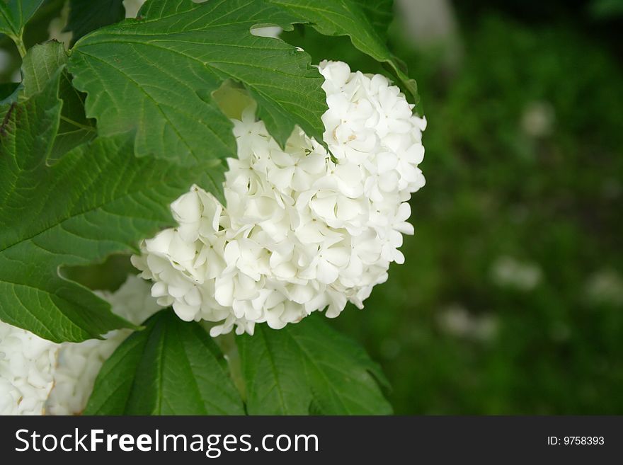 Branch With White Flowers.