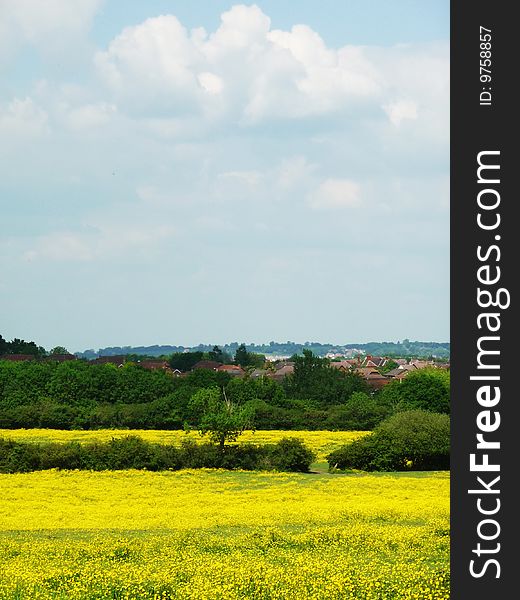 A countryside field in Swindon. A countryside field in Swindon.
