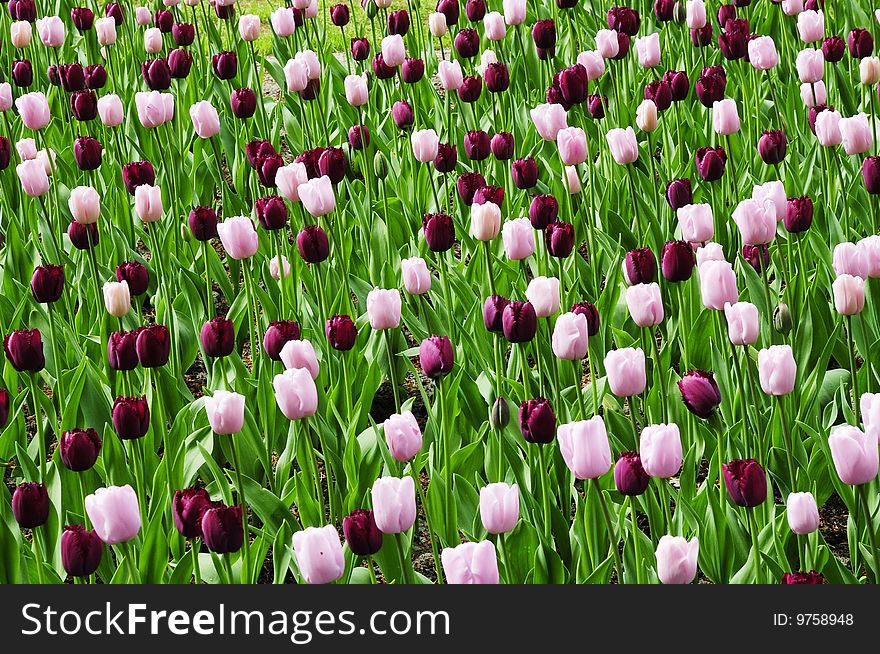 Romantic Tulip garden