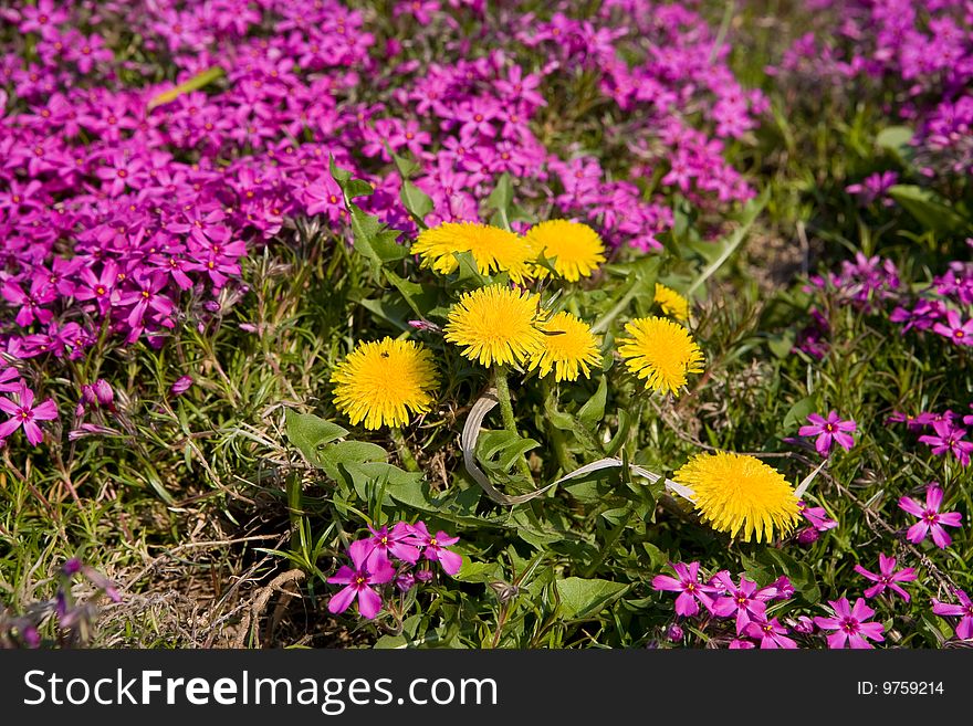 Spring, backgrounds with flowers in city