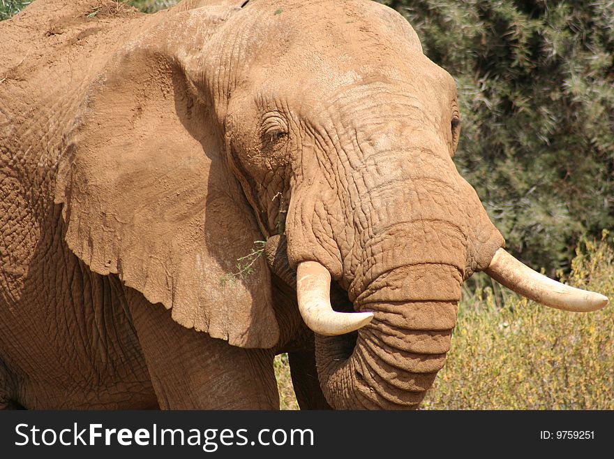 An elephant head with tusks. An elephant head with tusks