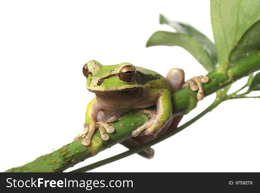 Rain forest tree frog isolated on white